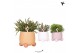 Rhipsalis mix Kolibri Greens Rhipsalis mix in Rolling pot mix 1 pp  cm 