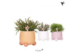 Rhipsalis mix Kolibri Greens Rhipsalis mix in Rolling pot mix 1 pp  cm