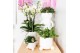 Rhipsalis mix Kolibri Greens Rhipsalis mix in Rolling pot mix 1 pp  cm 