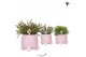 Rhipsalis mix in rolling pink kolibri greens 