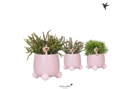 Rhipsalis mix in rolling pink kolibri greens