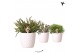 Rhipsalis mix in honey pot kolibri greens 