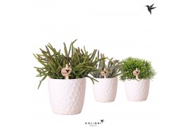 Rhipsalis mix in honey pot kolibri greens