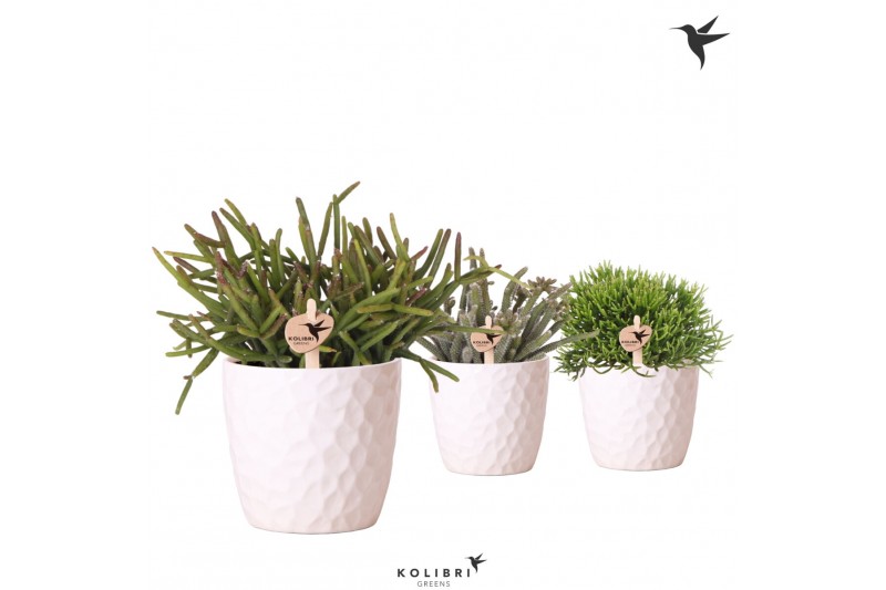 Rhipsalis mix in honey pot kolibri greens 