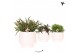Rhipsalis mix in scandic white kolibri greens 