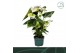 Anthurium andr. samora 6 bloem 
