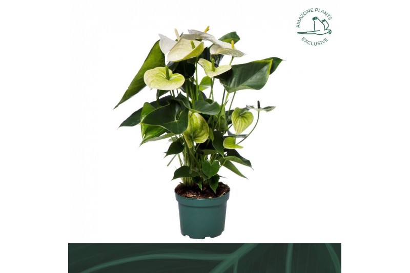 Anthurium andr. samora 6 bloem 