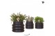 Rhipsalis mix in bubble pot black kolibri greens 
