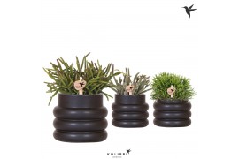 Rhipsalis mix in bubble pot black kolibri greens