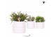 Rhipsalis mix in bubble pot white kolibri greens 