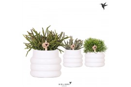 Rhipsalis mix in bubble pot white kolibri greens