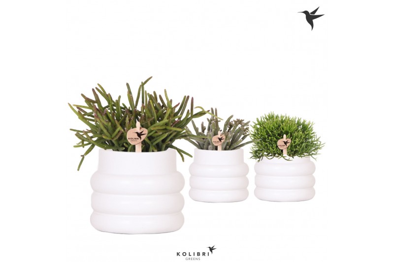 Rhipsalis mix in bubble pot white kolibri greens 