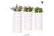 Rhipsalis mix Kolibri Greens in Bubble Falls white 