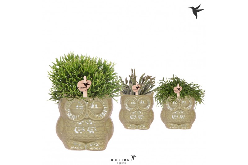 Rhipsalis mix in owl pot green kolibri greens 