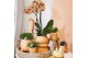 Rhipsalis mix in rolling coral kolibri greens 