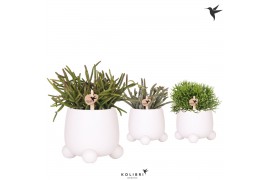 Rhipsalis mix in rolling white kolibri greens