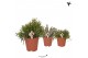 Rhipsalis mix kolibri greens 