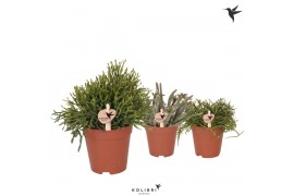 Rhipsalis mix kolibri greens