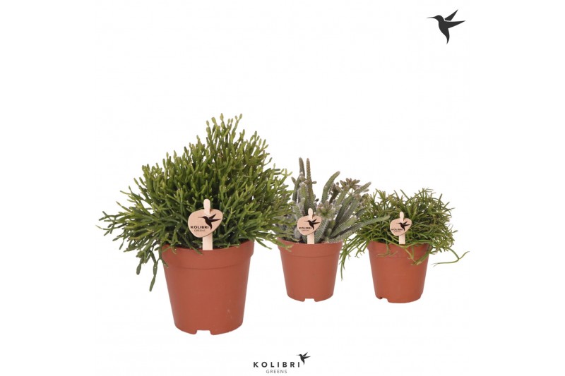 Rhipsalis mix kolibri greens 