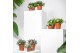 Rhipsalis mix kolibri greens 