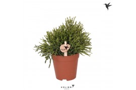 Rhipsalis baccifera oasis kolibri greens