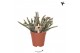 Rhipsalis baccifera subsp. horrida kolibri greens 