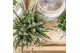 Rhipsalis baccifera subsp. horrida kolibri greens 