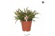 Rhipsalis burchellii kolibri greens 