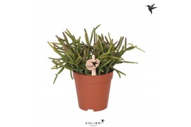 Rhipsalis burchellii kolibri greens
