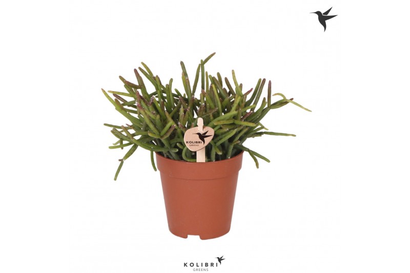 Rhipsalis burchellii kolibri greens 