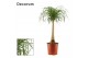 Beaucarnea recurvata rechte stam decorum 