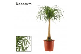 Beaucarnea recurvata rechte stam decorum