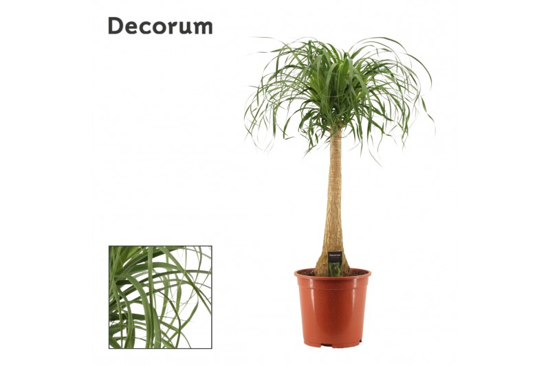 Beaucarnea recurvata rechte stam decorum Beaucarnea recurvata rechte stam decorum
