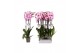 Phalaenopsis anthura washington 3 tak - 22+ bloemen 