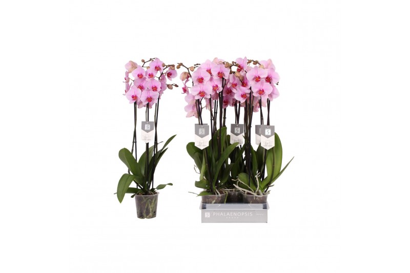 Phalaenopsis anthura washington 3 tak - 22+ bloemen 