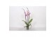 Phalaenopsis anthura washington 3 tak - 22+ bloemen 
