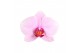 Phalaenopsis anthura washington 3 tak - 22+ bloemen 