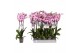 Phalaenopsis anthura washington 3 tak - 22+ bloemen 