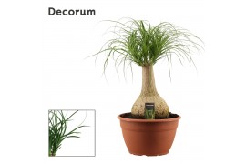 Beaucarnea recurvata bol decorum