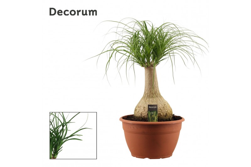 Beaucarnea recurvata bol decorum 