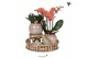 Arrangementen kamerplanten Kolibri Green up your home - Gift Set - Int 
