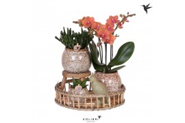 Arrangementen kamerplanten Kolibri Green up your home - Gift Set - Int