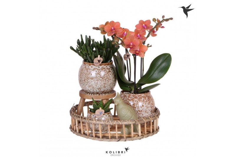 Arrangementen kamerplanten Kolibri Green up your home - Gift Set - Int 