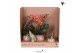 Arrangementen kamerplanten Kolibri Green up your home - Gift Set - Int 