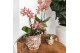 Arrangementen kamerplanten Kolibri Green up your home - Gift Set - Int 