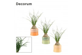 Beaucarnea recurvata bol decorum in evita craft world