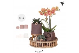 Phalaenopsis Kolibri Green up your home - Gift Set - Culture Cocktail