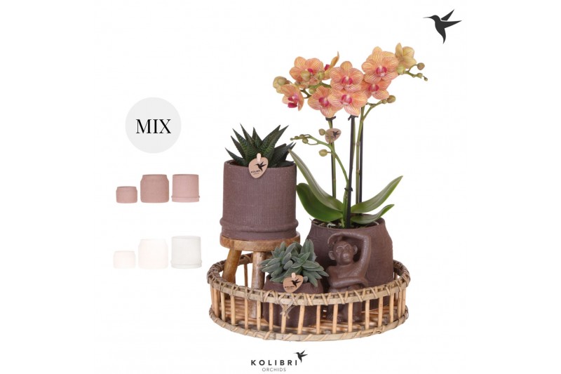 Phalaenopsis Kolibri Green up your home - Gift Set - Culture Cocktail 