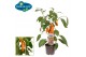 Capsicum annuum paprika pick&joy snack pepper orange 