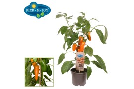Capsicum annuum paprika pick&joy snack pepper orange